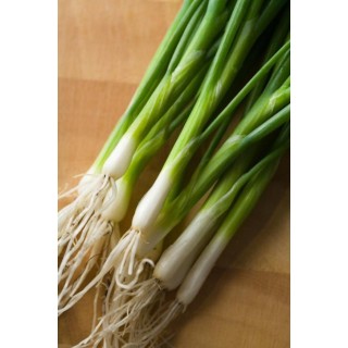 Spring Onion Bunch