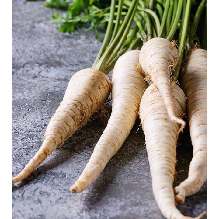 Parsnip Bunch