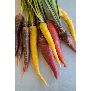 Baby Rainbow Corn Punnet