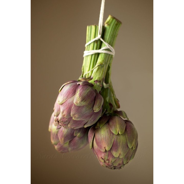 Artichokes