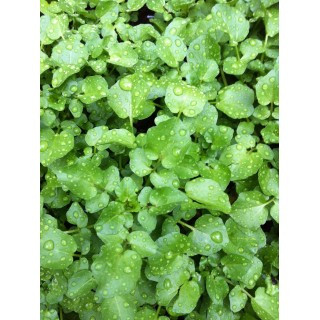 Watercress