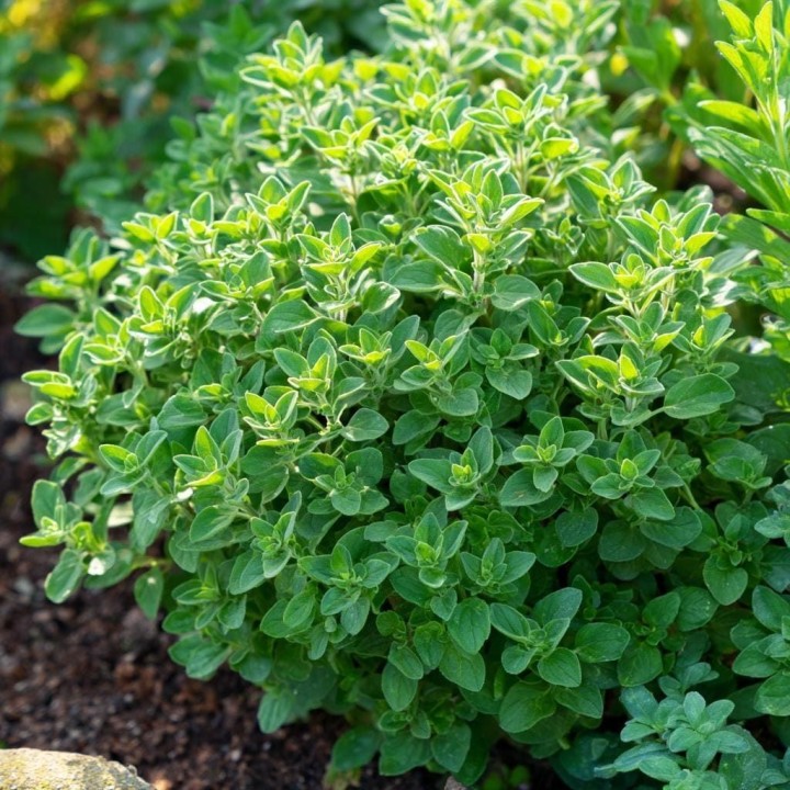 Origanum punnet