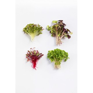Microgreen Punnet