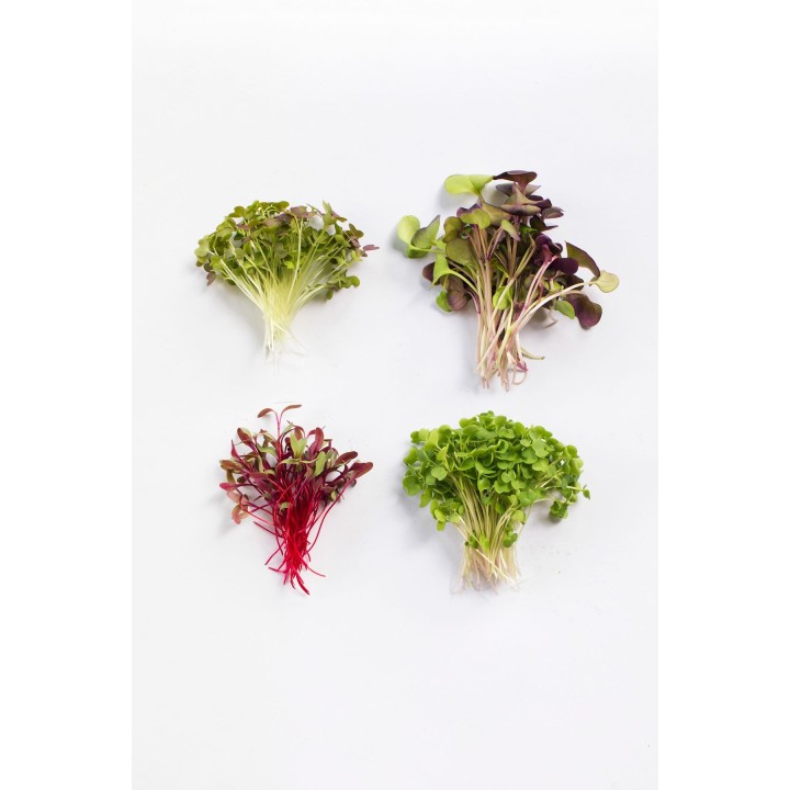 Microgreen Punnet