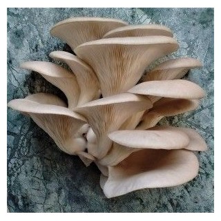 Oyster Mushroom