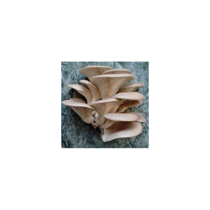 Oyster Mushroom