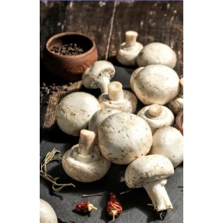 White Denny Mushroom