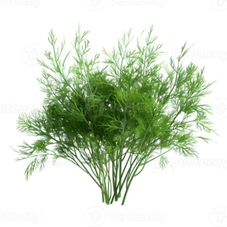 Fennel Tips Punnet