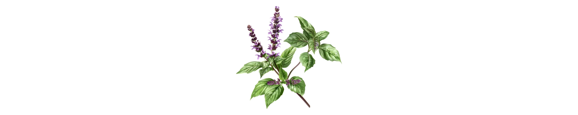 Herbs